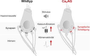 Kalziumkanäle von Synapsen der Haarsinneszellen koppeln den Schallreiz an die Erregung des Hörnervs. Im Vergleich zum normal ausgeprägten Kalziumkanal (Wildtyp, links), bedingt die genetisch veränderte CaVAG-Variante, die auf einer minimalen Veränderung im Bauplan des CaV1.3-Kanals auf dem CACNA1D-Gen basiert, eine Aktivierung der Synapsen von Haarsinneszellen bei sehr schwachen Schallreizen und führt so zu einer erhöhten Hörnervenaktivität. Im Mausmodell zeigt sich, dass die erhöhte S